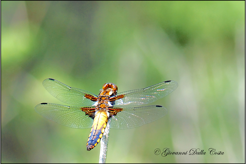 Libellula depressa